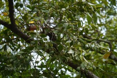 Macrosolen capitellatus